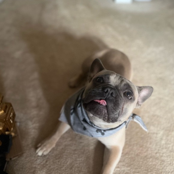 Meet your Posher, Cassandra - Picture 2 of 2